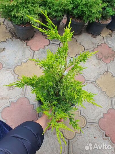 Купрессоципарис Голд Райдер