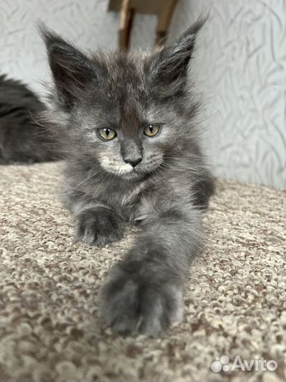 Мейн-кун котенок