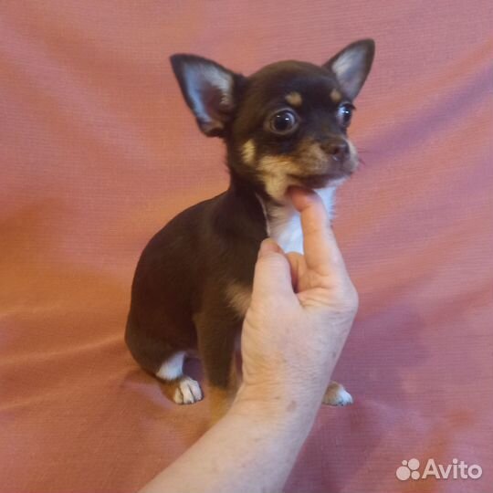 Девочка чихуахуа