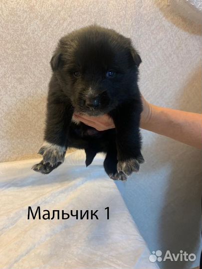 Щенки в добрые руки