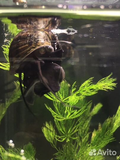 Чёрная ампулярия 