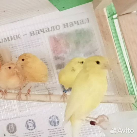 Кенара и канарейки