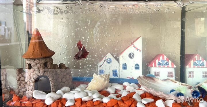 Рыбка петушок самец