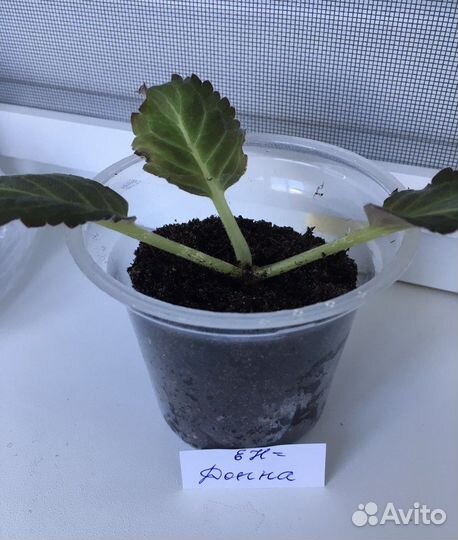 Сортовые Фиалки и Глоксинии