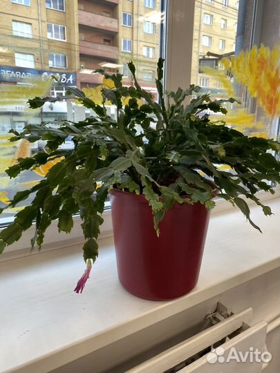 Комнатные растения цветы большие