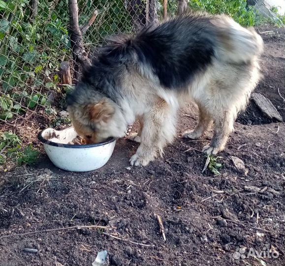 Собака в добрые руки отдам бесплатно