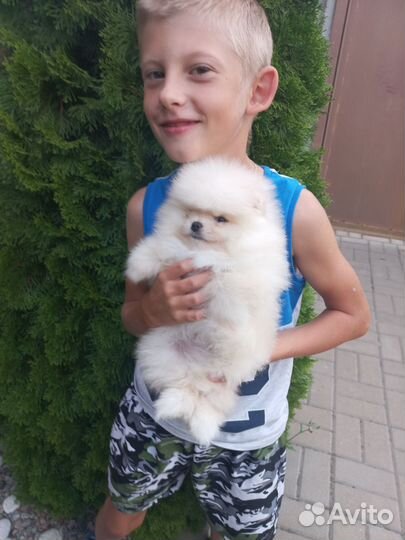 Померанский шпиц