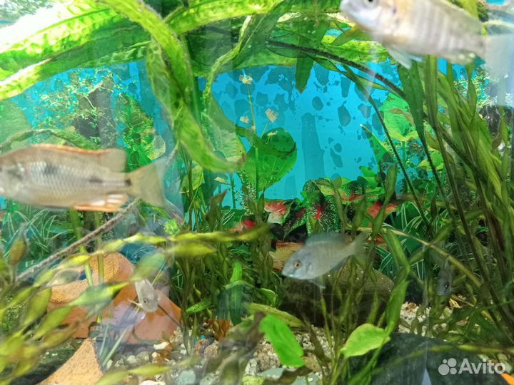 Аквариумные рыбки цихлиды