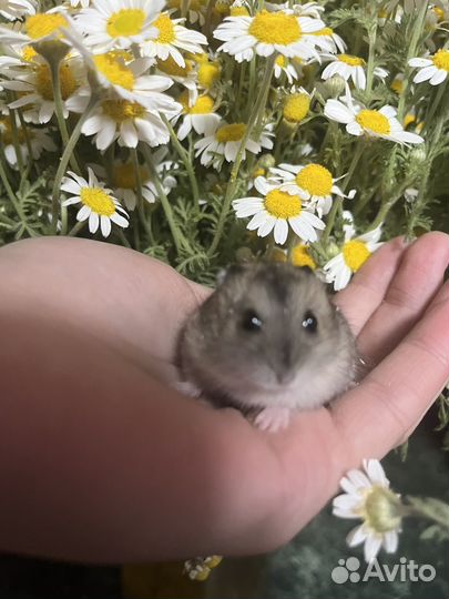 Джунгарский хомяк