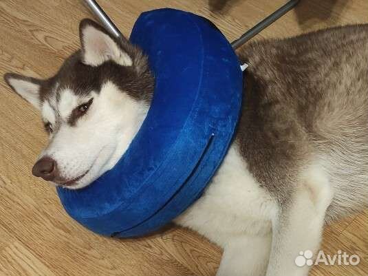 Защитный воротник для собак