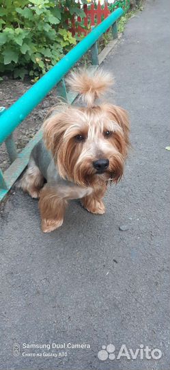 Вязка собак