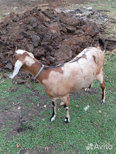 Нубийские козы