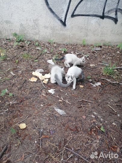 Котяточки