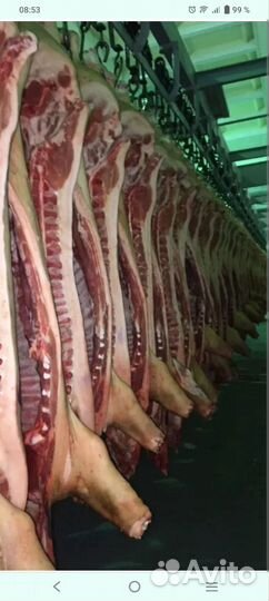 Мясо свинина