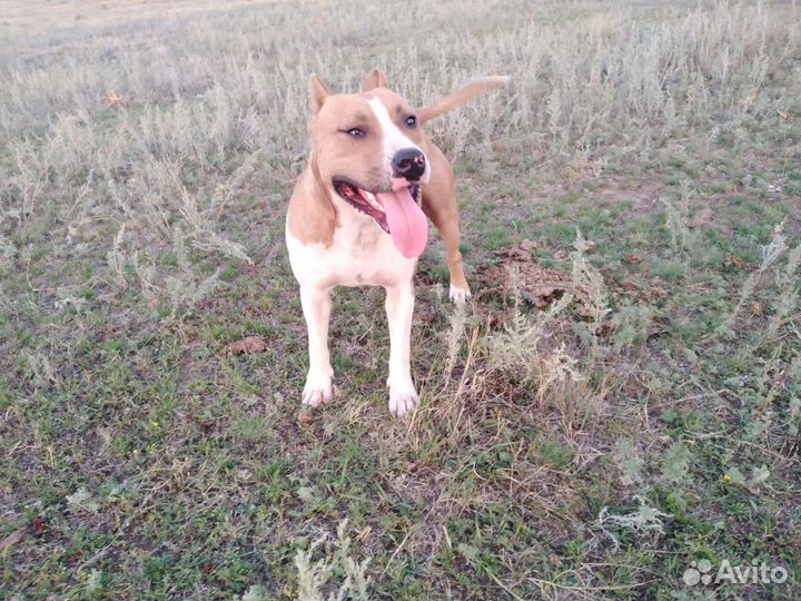 Стаф, вязка