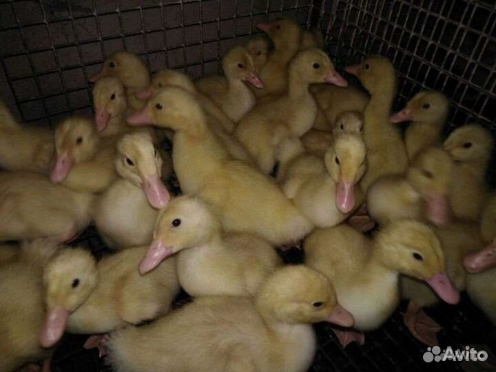 Продажа утят