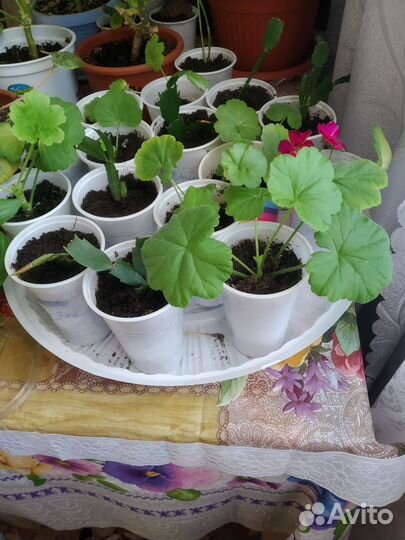 Пеларгония герань