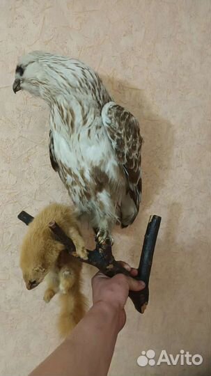 Чучело ястреба и норки