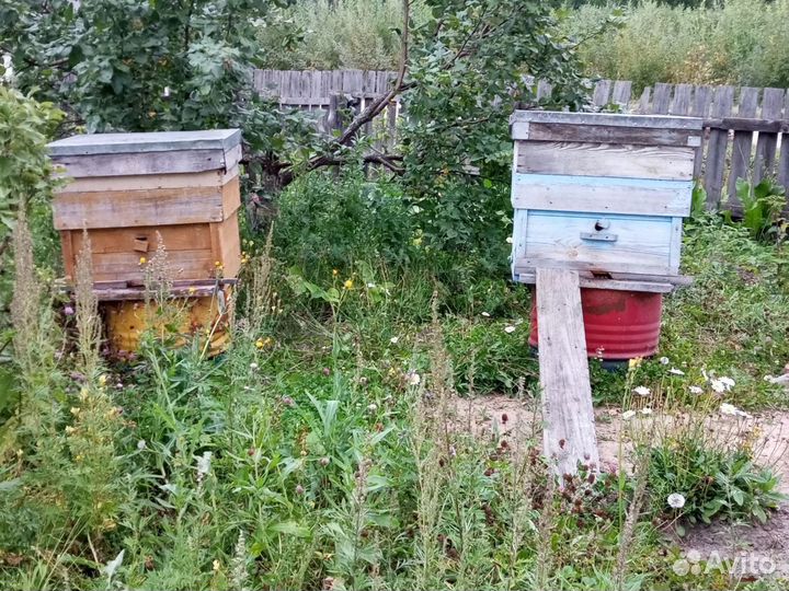 Ульи с пчелами