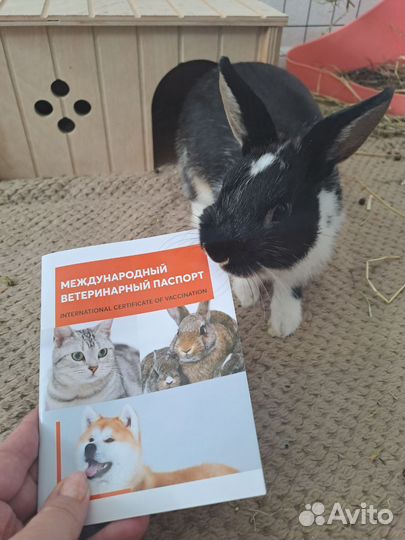 Кролик Вязка