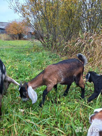 Нубийские козы