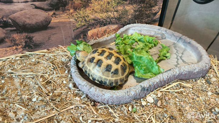 Черепаха сухопутная с террариумом