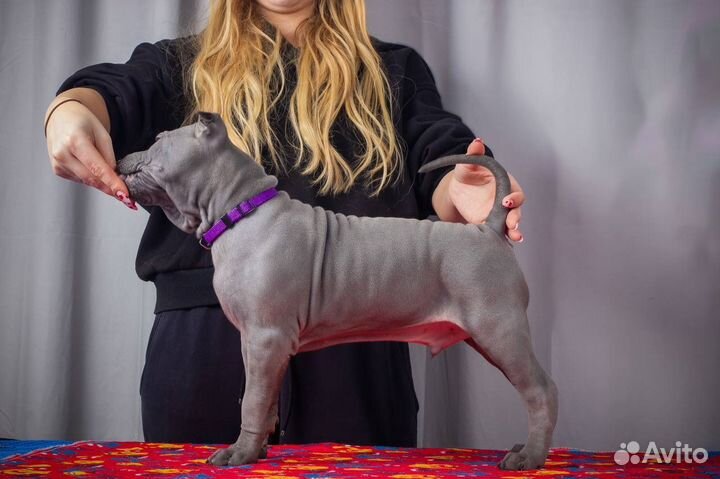 Щенки тайского риджбека