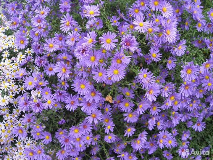 Многолетние цветы