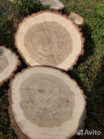 Торцовые спилы дуба