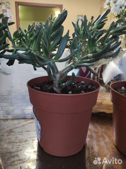 Крассула хоббит