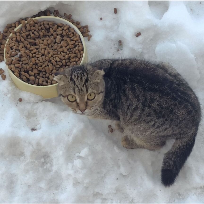 Котенок в добрые руки