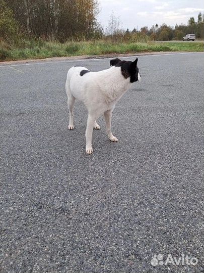 Собака в добрые руки