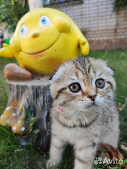 Шотландская вислоухая кошка