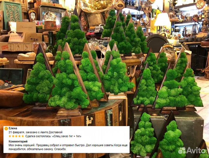 Стабилизированный мох для живых деревьев кашпо