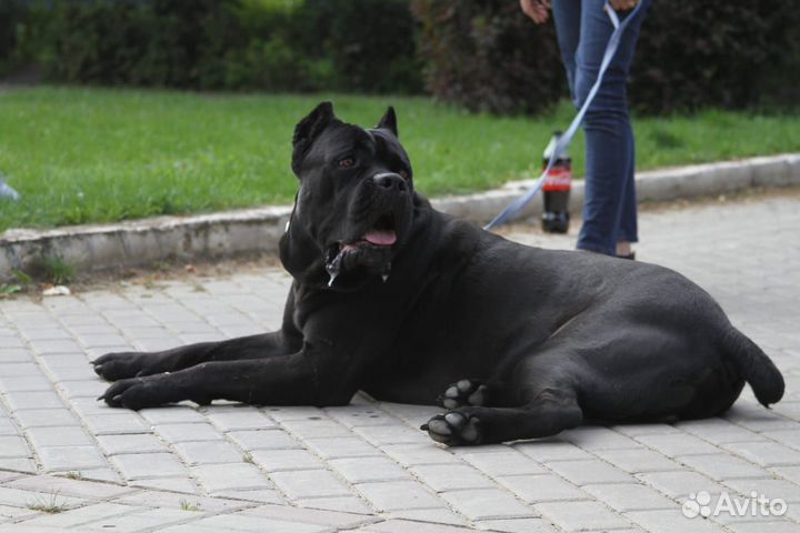 Щенки Кане Корсо
