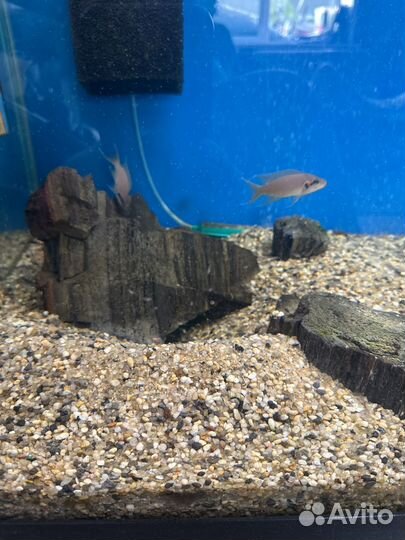 Лабидохромис Еллоу – жёлтый обитатель скал