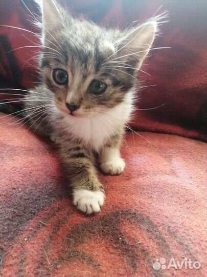 Кошки в добрые руки