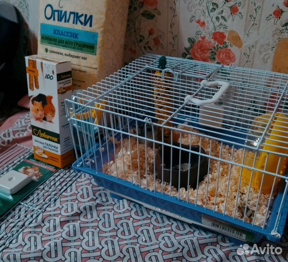 Продам двух хомяков