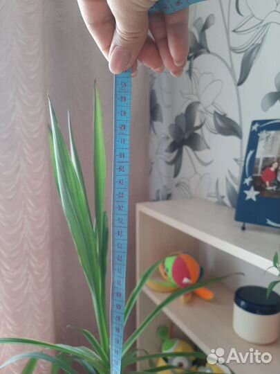 Юкка пальма с горшком