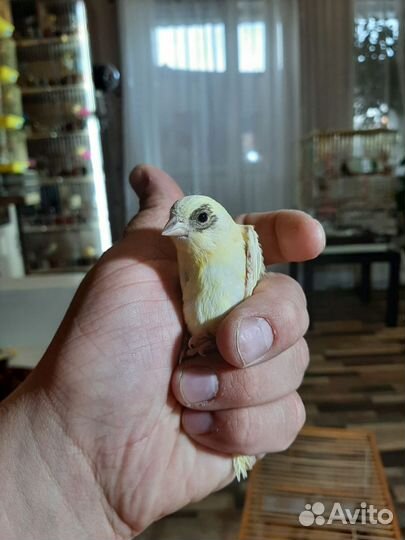 Кенара канарейки
