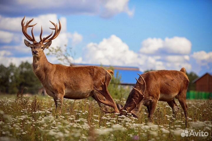 Продажа охотхозяйства и оленьей фермы в Смол. обл