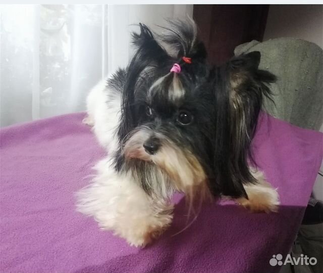 Вязка мини Бивер йорк