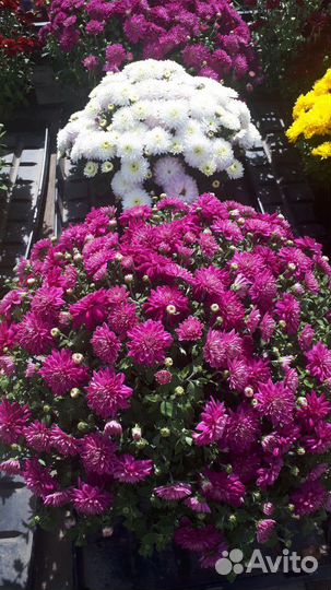 Хризантема мультифлора