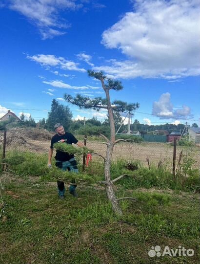 Можжевельник казацкий зеленый