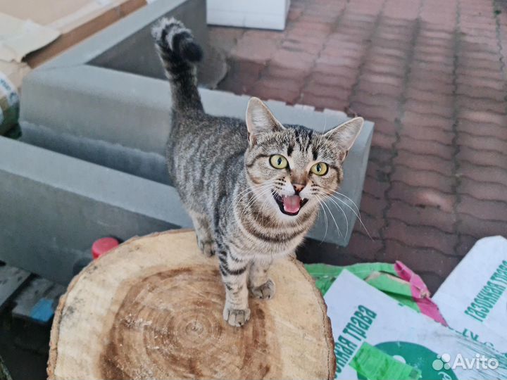 В добрые руки