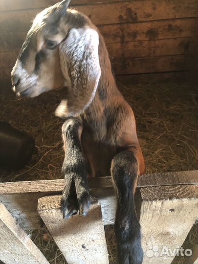 Нубийские козлята