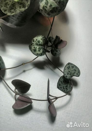 Циропегия вуда