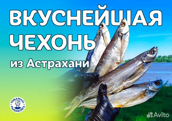 Чехонь вяленая