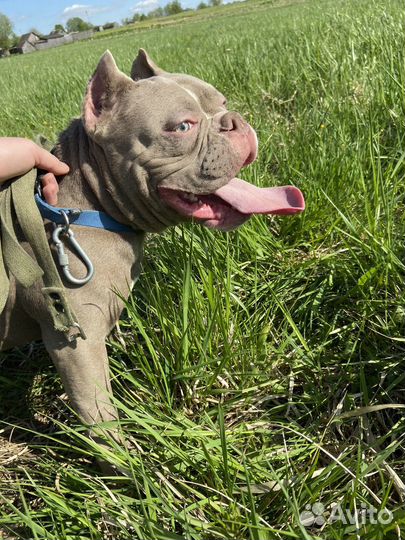 Американский булли покет вязка