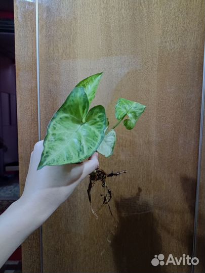 Сингониум Пикси